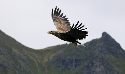 Sea Eagle with mountains at a Fjord Lofoten Island