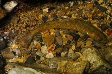 フライで釣れた信州、木曽谷のヤマトイワナ