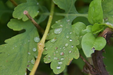 dew on a leaf