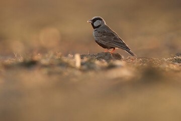 Lark bird. Ashy crowned sparrow lark on ground. Eremopterix griseus. The ashy-crowned sparrow-lark is a small sparrow-sized member of the lark family.
