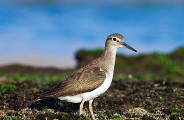 Common sandpiper at sea. Actitis hypoleucos. The common sandpiper is a small Palearctic wader.