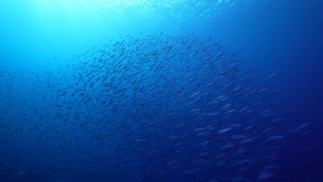 Seascape with School of Fish, Boga fish in the coral reef of the Caribbean Sea, Curacao