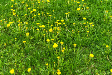 Beautiful yellow dandelions in the green grass in spring.