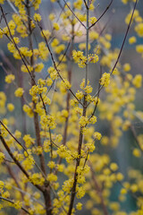 tree blooms with yellow flowers
