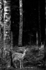 Whitetail Deer Buck standing in a russian woods