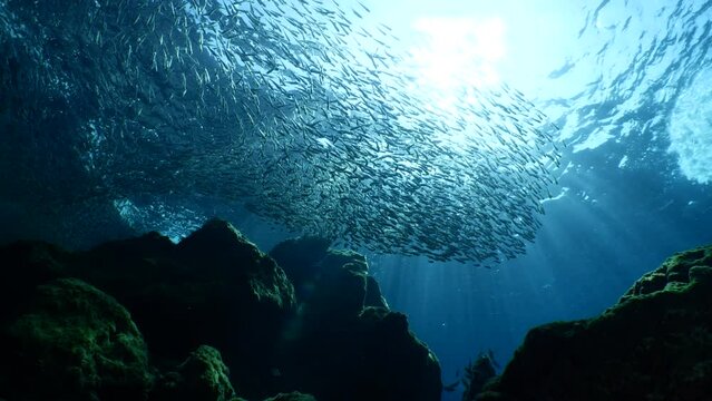 silversides hiding behind secret rocks  under sun shine and beams underwater silverside fish school wavy sea protection ocean scenery behaviour backgrounds