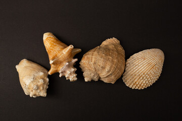 Seashells on a black background, minimalism, nature, mollusk, snail, sink