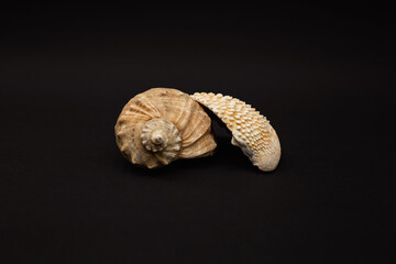 Seashells on a black background, minimalism, nature, mollusk, snail, sink
