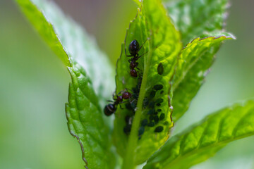 Peppermint plant with spawning of ants.An organic garden,Italy.House plant with insect