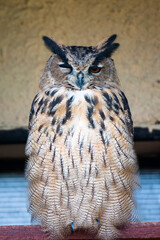 Great Owl looking at the camera