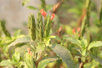 A very colorful tradition is crossandra flowers Plant