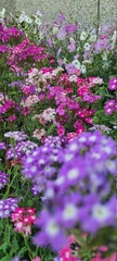 Obraz premium pink flowers in the garden