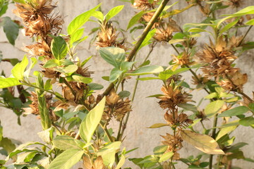 A very colorful tradition is crossandra flowers Plant