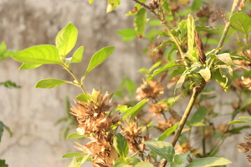 A very colorful tradition is crossandra flowers Plant