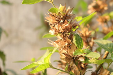A very colorful tradition is crossandra flowers Plant