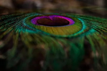 Fotobehang peacock feather close up. Peafowl feather. Abstract background. Mor pankh © Jalpa Malam