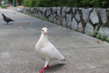 white dove on the ground
