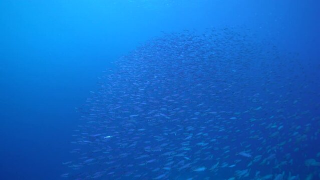 Seascape with School of Fish, Boga fish in the coral reef of the Caribbean Sea, Curacao