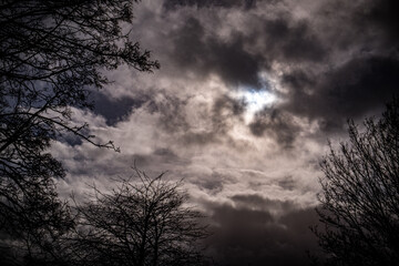 clouds and tree