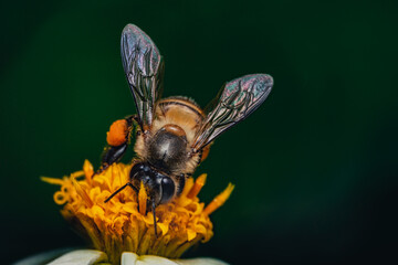 honey bee on a flower