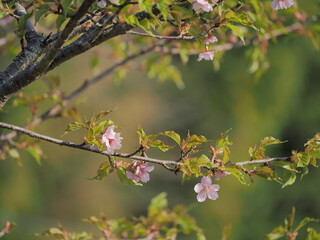桜
