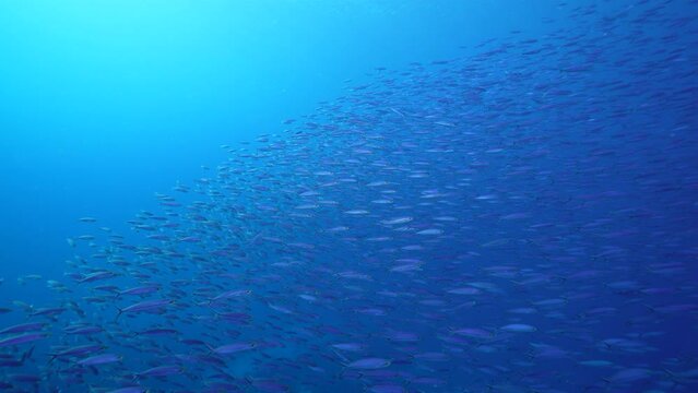 Seascape with School of Fish, Boga fish in the coral reef of the Caribbean Sea, Curacao