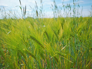 Gerstenfeld im Land Brandenburg, Deutschland