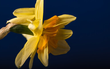 Narcissus on a dark blue background. Close-up. Shallow depth of field.