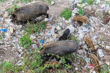 swine fever wild boar in Genoa town Bisagno river urban wildlife looking for food in garbage and...