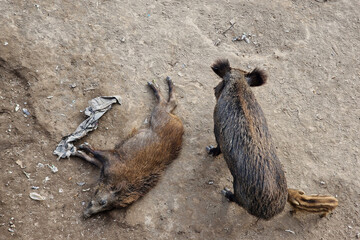 swine fever wild boar in Genoa town Bisagno river urban wildlife looking for food in garbage and...