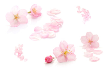 桜 花びら 春 白 背景