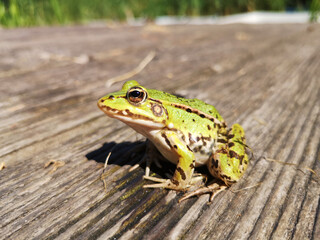 Teichfrosch, (Pelophylax kl. esculentus, Pelophylax „esculentus“ oder Rana „esculenta“)