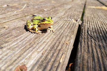 Teichfrosch, (Pelophylax kl. esculentus, Pelophylax „esculentus“ oder Rana „esculenta“)