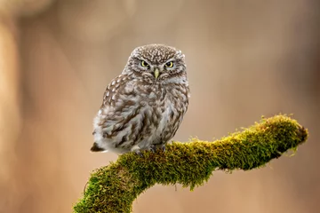 Zelfklevend Fotobehang Little owl ( Athene noctua ) close up © Piotr Krzeslak