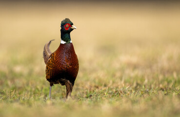 Ringneck Pheasant (Phasianus colchicus) male close up