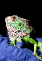 Grüner Leguan, Iguana iguana - Jungtier