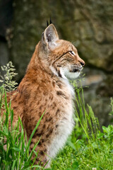 im Gras sitzender Europäischer Luchs
