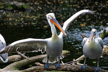 Krauskopf-Pelikan auf Baumstamm am Wasser