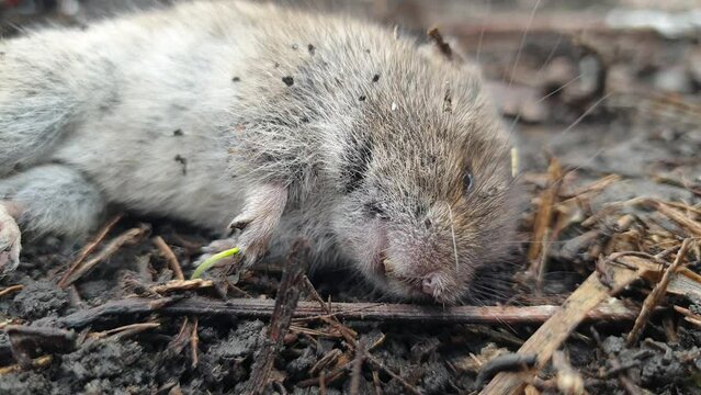 a dead field mouse. a dead rodent. selective focus, film grain.