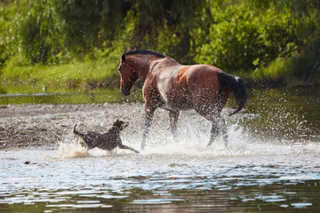 Horses running free on the Gwydir River, near Bingara, NSW, Australia.