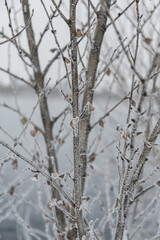 Fototapeta na wymiar Tree branch with snow in winter in the cold