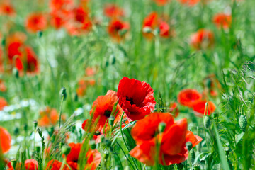 in the meadow - wild poppy flowers - soft focus