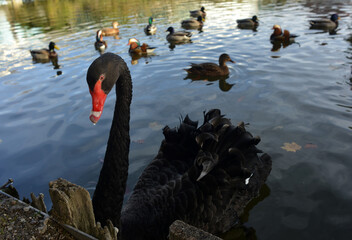 Portrait of an Black swan on a pond