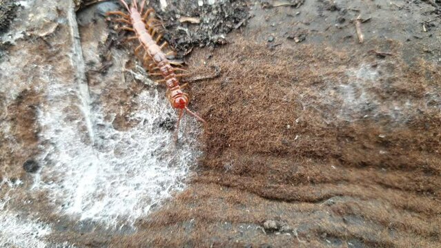 the centipede scolopendra crawls on the ground