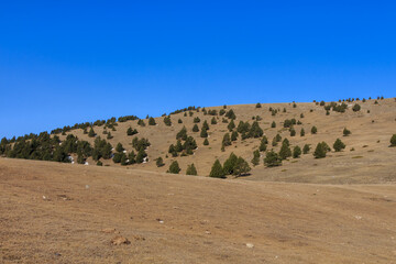 Brown mountain without bushes with separate green fir trees