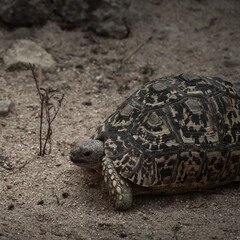 Tortoise