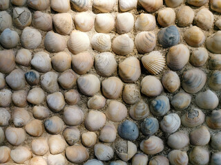 Old cement wall with beige, gray, white, brown polished venus seashells in sunlight and shadows. Natural decorative seashells background. Relaxing decor. Summer vacation memories