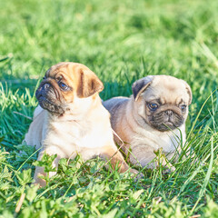 Two pug puppies play on the green lawn