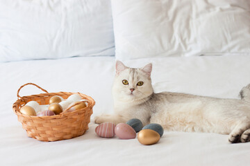Fototapeta na wymiar A Scottish cat with an Easter basket.