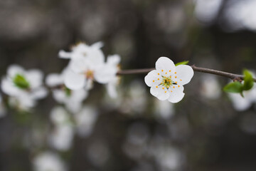 Macro shot of blooming tree branch . Flora pattern texture, Nature floral background. Soft focus